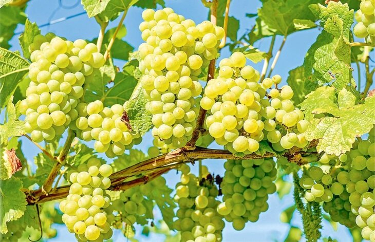 В Туркменистане виноградарство подошло к новой ступени развития
